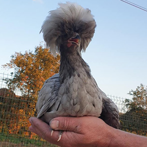 Volailles d'ornement