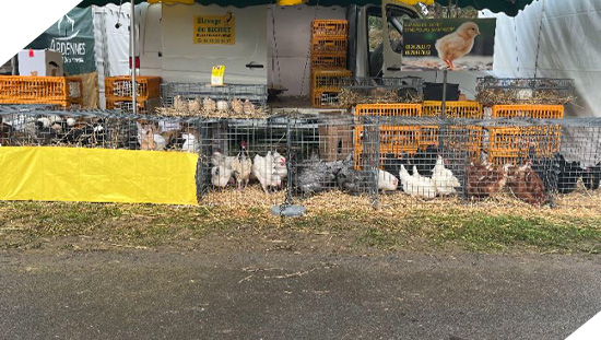 Ferme du bichet - poulailler