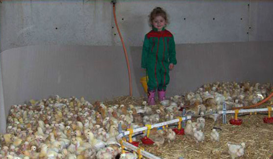 volailles démarrées