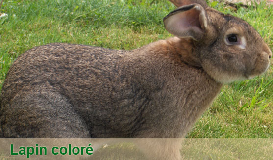 lapin coloré