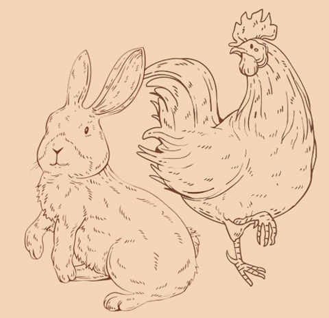 Ferme du bichet - Poule