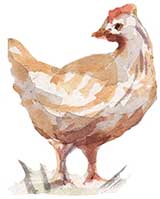 Ferme du bichet - poulet