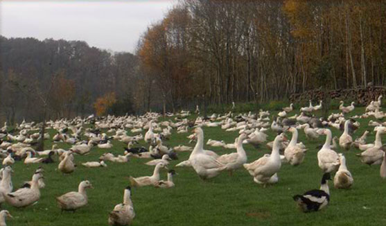 volailles démarrées