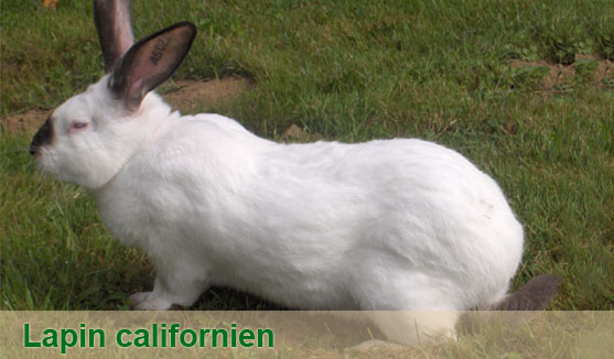 lapin californien