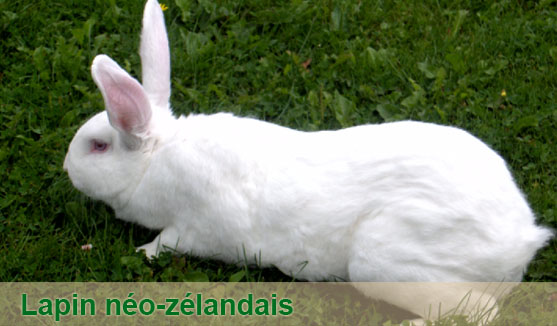 lapin néo-zélandais