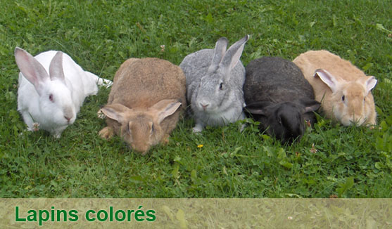 lapins colorés