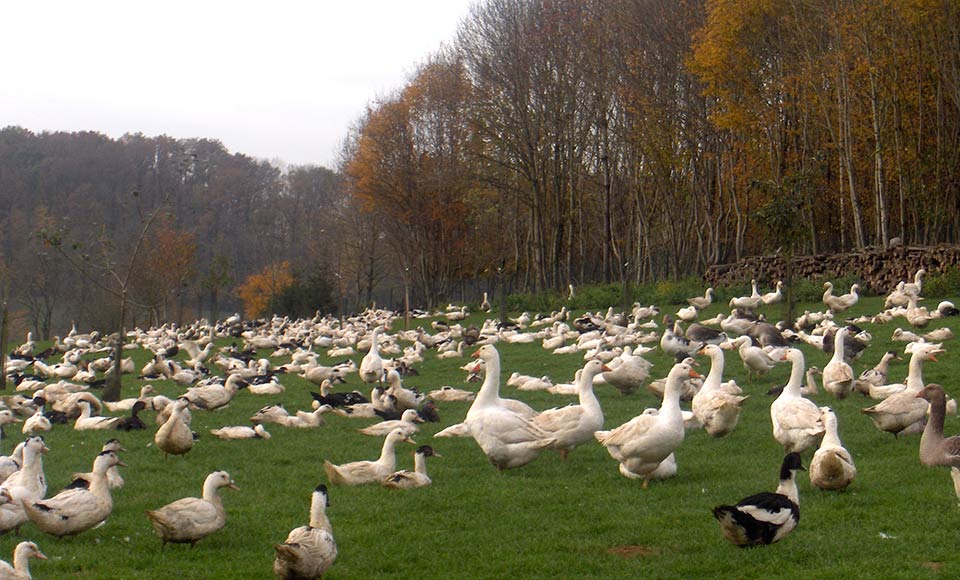 Ferme du Bichet Pouru Saint Remy