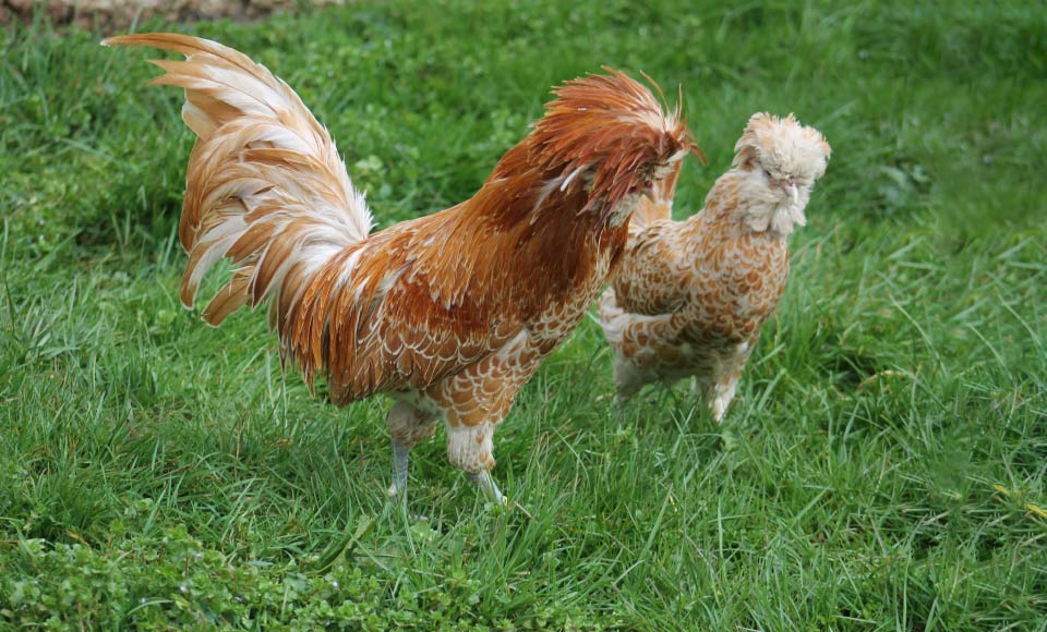 Ferme du Bichet Ardennes